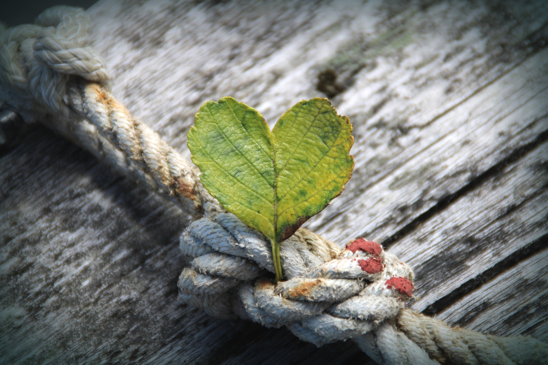 soft skills heart-4355253_1920